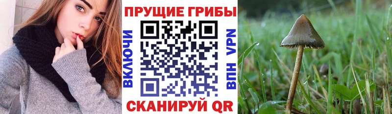 закладки кракен ONION Галлюциногенные грибы Psilocybe Новосокольники